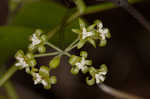 Roundleaf greenbrier